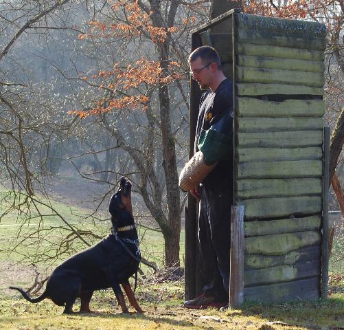 Cascaya beim Verbellen am Versteck